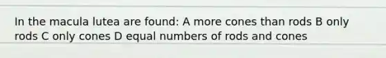 In the macula lutea are found: A more cones than rods B only rods C only cones D equal numbers of rods and cones