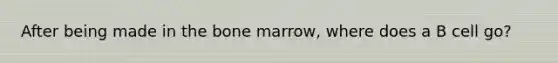 After being made in the bone marrow, where does a B cell go?