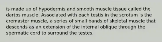 is made up of hypodermis and smooth muscle tissue called the dartos muscle. Associated with each testis in the scrotum is the cremaster muscle, a series of small bands of skeletal muscle that descends as an extension of the internal oblique through the spermatic cord to surround the testes.