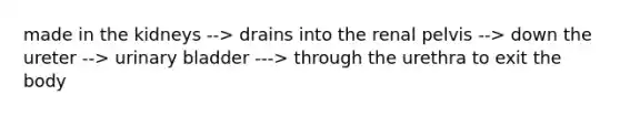 made in the kidneys --> drains into the renal pelvis --> down the ureter --> urinary bladder ---> through the urethra to exit the body