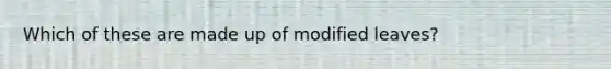 Which of these are made up of modified leaves?