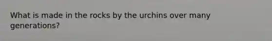 What is made in the rocks by the urchins over many generations?