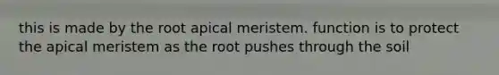 this is made by the root apical meristem. function is to protect the apical meristem as the root pushes through the soil