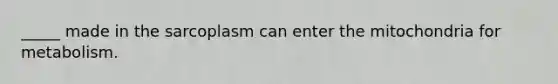 _____ made in the sarcoplasm can enter the mitochondria for metabolism.