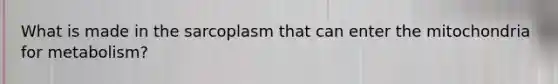 What is made in the sarcoplasm that can enter the mitochondria for metabolism?