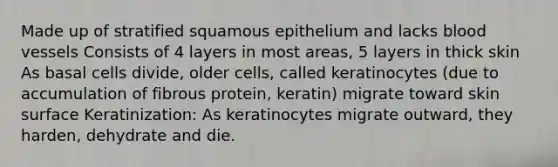 Made up of stratified squamous epithelium and lacks blood vessels Consists of 4 layers in most areas, 5 layers in thick skin As basal cells divide, older cells, called keratinocytes (due to accumulation of fibrous protein, keratin) migrate toward skin surface Keratinization: As keratinocytes migrate outward, they harden, dehydrate and die.