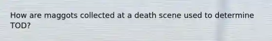 How are maggots collected at a death scene used to determine TOD?