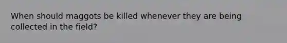When should maggots be killed whenever they are being collected in the field?