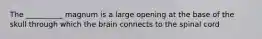 The __________ magnum is a large opening at the base of the skull through which the brain connects to the spinal cord