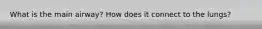 What is the main airway? How does it connect to the lungs?