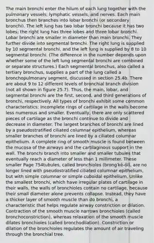 The main bronchi enter the hilum of each lung together with the pulmonary vessels, <a href='https://www.questionai.com/knowledge/ki6sUebkzn-lymphatic-vessels' class='anchor-knowledge'>lymphatic vessels</a>, and nerves. Each main bronchus then branches into lobar bronchi (or secondary bronchi). The left lung has two lobar bronchi because it has two lobes; the right lung has three lobes and three lobar bronchi. Lobar bronchi are smaller in diameter than main bronchi. They further divide into segmental bronchi. The right lung is supplied by 10 segmental bronchi, and the left lung is supplied by 8 to 10 segmental bronchi. (The difference in the number depends upon whether some of the left lung segmental bronchi are combined or separate structures.) Each segmental bronchus, also called a tertiary bronchus, supplies a part of the lung called a bronchopulmonary segment, discussed in section 25.4b. There are about 9 to 12 different levels of bronchial branch division (not all shown in figure 25.7). Thus, the main, lobar, and segmental bronchi are the first, second, and third generations of bronchi, respectively. All types of bronchi exhibit some common characteristics: Incomplete rings of cartilage in the walls become less numerous and smaller. Eventually, there are only scattered pieces of cartilage as the bronchi continue to divide and decrease in diameter. The largest branches of bronchi are lined by a pseudostratified ciliated columnar epithelium, whereas smaller branches of bronchi are lined by a ciliated columnar epithelium. A complete ring of smooth muscle is found between the mucosa of the airways and the cartilaginous support in the wall. The bronchi branch into smaller and smaller tubules that eventually reach a diameter of <a href='https://www.questionai.com/knowledge/k7BtlYpAMX-less-than' class='anchor-knowledge'>less than</a> 1 millimeter. These smaller Page 754tubules, called bronchioles (brong′kē-ōl), are no longer lined with pseudostratified ciliated columnar epithelium, but with simple columnar or simple cuboidal epithelium. Unlike the smallest bronchi, which have irregular plates of cartilage in their walls, the walls of bronchioles contain no cartilage, because their small diameter alone prevents collapse. Instead, they have a thicker layer of smooth muscle than do bronchi, a characteristic that helps regulate airway constriction or dilation. Contraction of the smooth muscle narrows bronchioles (called bronchoconstriction), whereas relaxation of the smooth muscle dilates bronchioles (called bronchodilation). Constriction or dilation of the bronchioles regulates the amount of air traveling through the bronchial tree.