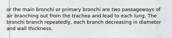 or the main bronchi or primary bronchi are two passageways of air branching out from the trachea and lead to each lung. The bronchi branch repeatedly, each branch decreasing in diameter and wall thickness.