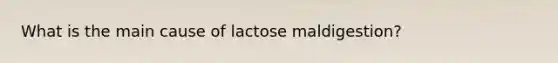 What is the main cause of lactose maldigestion?