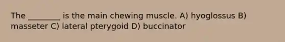 The ________ is the main chewing muscle. A) hyoglossus B) masseter C) lateral pterygoid D) buccinator