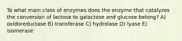 To what main class of enzymes does the enzyme that catalyzes the conversion of lactose to galactose and glucose belong? A) oxidoreductase B) transferase C) hydrolase D) lyase E) isomerase