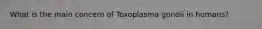 What is the main concern of Toxoplasma gondii in humans?