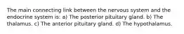 The main connecting link between the nervous system and the endocrine system is: a) The posterior pituitary gland. b) The thalamus. c) The anterior pituitary gland. d) The hypothalamus.