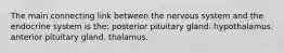 The main connecting link between the nervous system and the endocrine system is the: posterior pituitary gland. hypothalamus. anterior pituitary gland. thalamus.