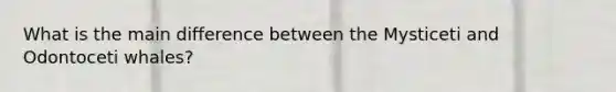 What is the main difference between the Mysticeti and Odontoceti whales?