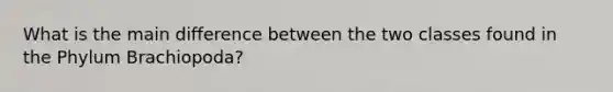 What is the main difference between the two classes found in the Phylum Brachiopoda?