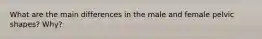 What are the main differences in the male and female pelvic shapes? Why?
