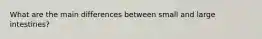 What are the main differences between small and large intestines?