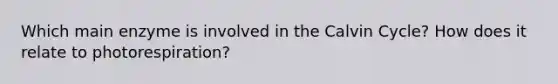 Which main enzyme is involved in the Calvin Cycle? How does it relate to photorespiration?
