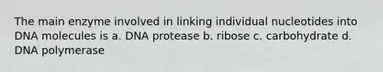 The main enzyme involved in linking individual nucleotides into DNA molecules is a. DNA protease b. ribose c. carbohydrate d. DNA polymerase