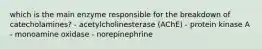 which is the main enzyme responsible for the breakdown of catecholamines? - acetylcholinesterase (AChE) - protein kinase A - monoamine oxidase - norepinephrine