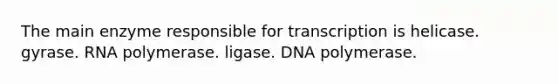 The main enzyme responsible for transcription is helicase. gyrase. RNA polymerase. ligase. DNA polymerase.