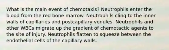 What is the main event of chemotaxis? Neutrophils enter the blood from the red bone marrow. Neutrophils cling to the inner walls of capillaries and postcapillary venules. Neutrophils and other WBCs migrate up the gradient of chemotactic agents to the site of injury. Neutrophils flatten to squeeze between the endothelial cells of the capillary walls.