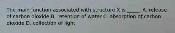 The main function associated with structure X is _____. A. release of carbon dioxide B. retention of water C. absorption of carbon dioxide D. collection of light