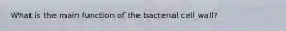 What is the main function of the bacterial cell wall?