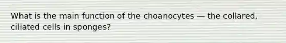 What is the main function of the choanocytes — the collared, ciliated cells in sponges?