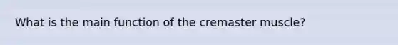 What is the main function of the cremaster muscle?