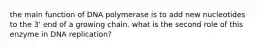 the main function of DNA polymerase is to add new nucleotides to the 3' end of a growing chain. what is the second role of this enzyme in DNA replication?