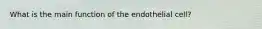 What is the main function of the endothelial cell?