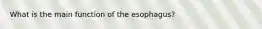 What is the main function of the esophagus?