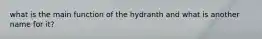 what is the main function of the hydranth and what is another name for it?