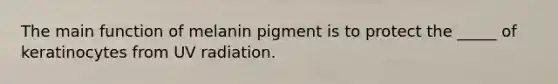 The main function of melanin pigment is to protect the _____ of keratinocytes from UV radiation.