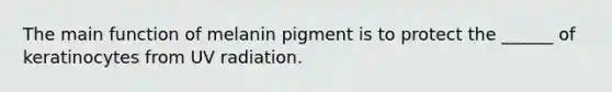 The main function of melanin pigment is to protect the ______ of keratinocytes from UV radiation.