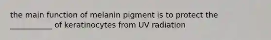 the main function of melanin pigment is to protect the ___________ of keratinocytes from UV radiation