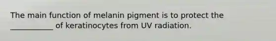 The main function of melanin pigment is to protect the ___________ of keratinocytes from UV radiation.