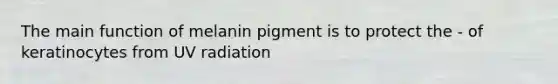 The main function of melanin pigment is to protect the - of keratinocytes from UV radiation