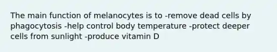 The main function of melanocytes is to -remove dead cells by phagocytosis -help control body temperature -protect deeper cells from sunlight -produce vitamin D