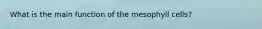 What is the main function of the mesophyll cells?