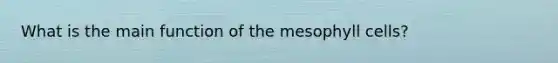 What is the main function of the mesophyll cells?