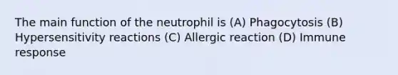 The main function of the neutrophil is (A) Phagocytosis (B) Hypersensitivity reactions (C) Allergic reaction (D) Immune response