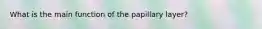 What is the main function of the papillary layer?