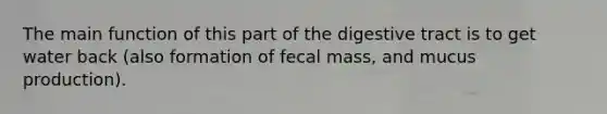 The main function of this part of the digestive tract is to get water back (also formation of fecal mass, and mucus production).